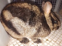 Взрослый суматранский кролик – фото для продажи