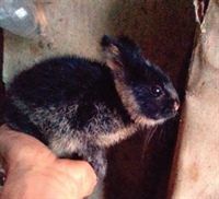 Детеныш суматранского кролика - фото для продажи