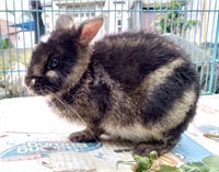 Детеныш суматранского кролика