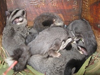 Семья сумчатых летяг в дуплянке