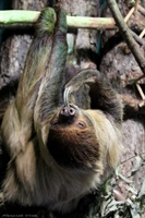 Двупалый ленивец (Choloepus didactylus)