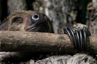 Двупалый ленивец (Choloepus didactylus)