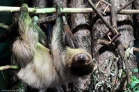 Двупалый ленивец (Choloepus didactylus)