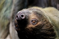 Двупалый ленивец (Choloepus didactylus)