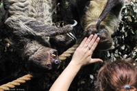 Двупалый ленивец (Choloepus didactylus)