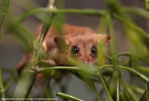 Карликовый летучий кускус (Acrobates pigmaeus) 