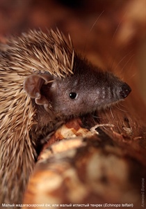 Малый мадагаскарский тенрек (Echinops telfairi)