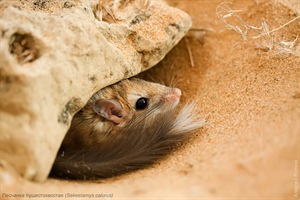 Пушистохвостая песчанка