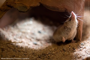 Малая белозубка