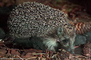 Белогрудый ёж