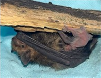 Детеныши в возрасте 3-х дней