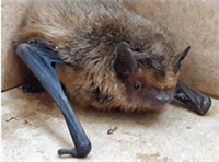 Самка при поступлении