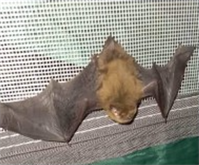 Детеныш перед выпуском