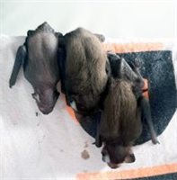 Детенышам 14 дней