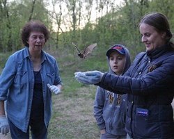 ВЫПУСК РУКОКРЫЛЫХ - 10 МАЯ, 2021 ГОДА