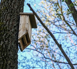ВЫПУСК РУКОКРЫЛЫХ - 10 МАЯ, 2021 ГОДА