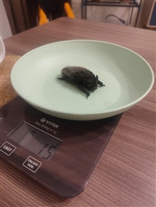 Мышка на тарелочке