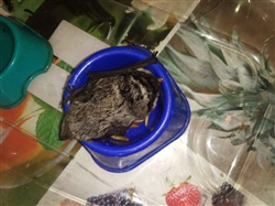 Заполненность миски