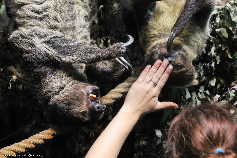 Двупалые ленивцы и кипер (Фото Н. Усик)