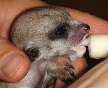 Опыт успешного выкармливания сурикат