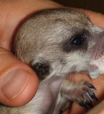 Опыт успешного выкармливания сурикат