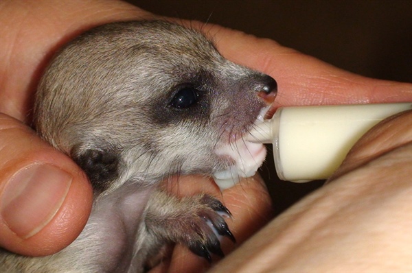 Опыт успешного выкармливания сурикат