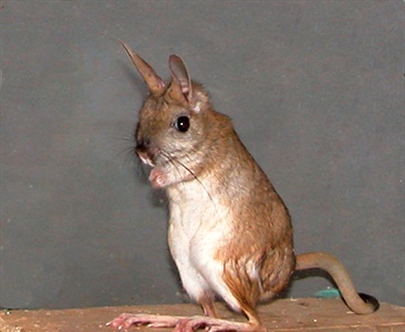 Спячка в зоопарке