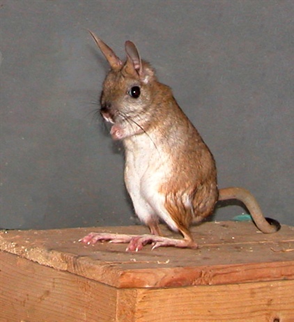 Спячка в зоопарке