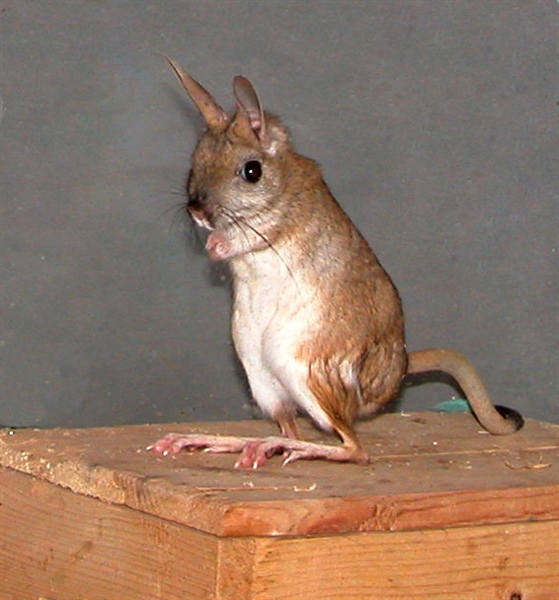 Спячка в зоопарке