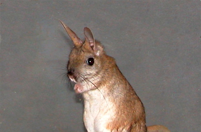 Спячка в зоопарке