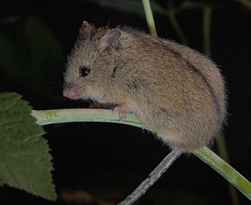 Популяционная экология лесной мышовки (Sicista betulina Pall.) на северном пределе ареала.