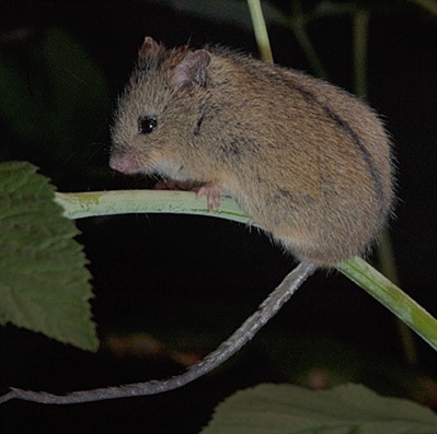 Популяционная экология лесной мышовки (Sicista betulina Pall.) на северном пределе ареала.