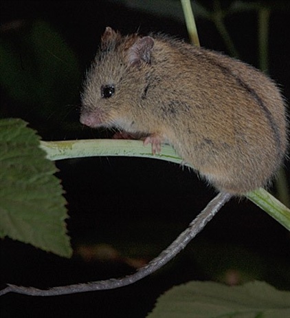 Популяционная экология лесной мышовки (Sicista betulina Pall.) на северном пределе ареала.