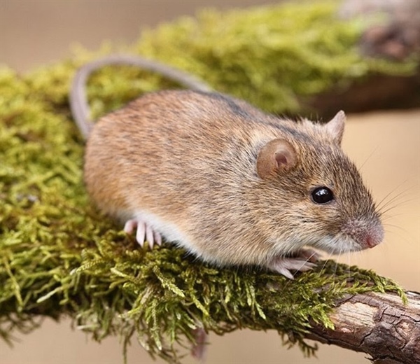 Популяционная экология лесной мышовки (Sicista betulina Pall.) на северном пределе ареала.