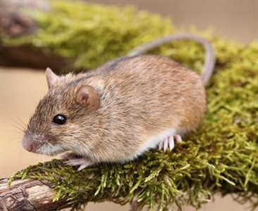 Популяционная экология лесной мышовки (Sicista betulina Pall.) на северном пределе ареала.