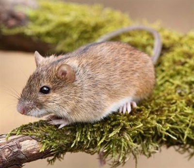 Популяционная экология лесной мышовки (Sicista betulina Pall.) на северном пределе ареала.