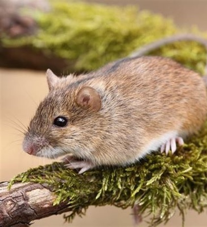 Популяционная экология лесной мышовки (Sicista betulina Pall.) на северном пределе ареала.