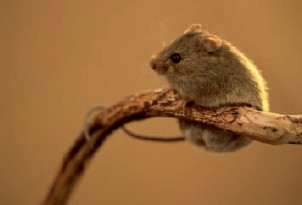 Опыт успешного проведения спячки лесной мышовки (Sicista betulina Pallas, 1779)  и длинноухого тушканчика (Euchoreutes naso, Sclater, 1891) в Московском зоопарке.