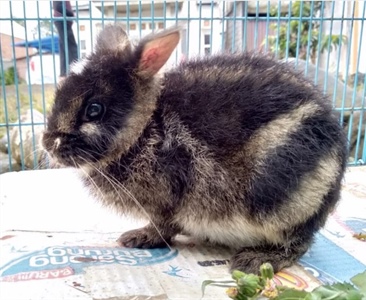 Первое описание детёныша суматранского полосатого кролика (Nesolagus netscheri)
