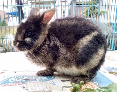 Первое описание детёныша суматранского полосатого кролика (Nesolagus netscheri)