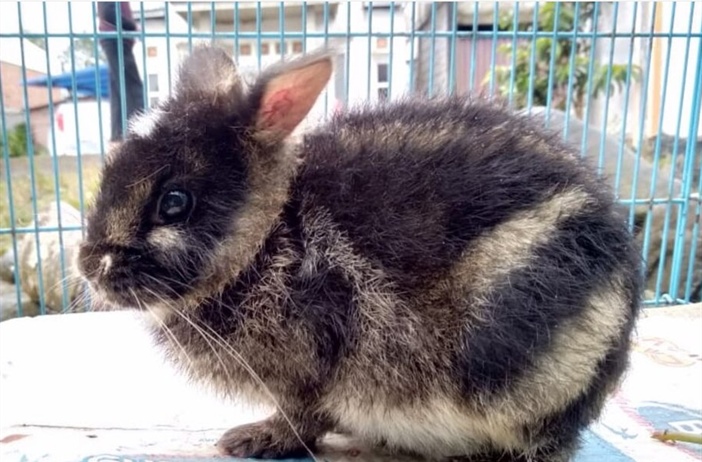 Первое описание детёныша суматранского полосатого кролика (Nesolagus netscheri)