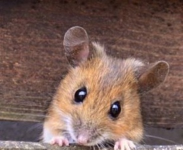 Гнездовой ящик для наблюдений над грызунами в природе