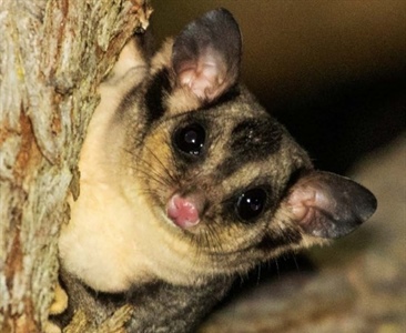 Рекомендации по уходу за спасенными поссумами и летягами