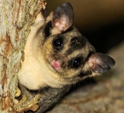 Рекомендации по уходу за спасенными поссумами и летягами