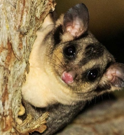 Рекомендации по уходу за спасенными поссумами и летягами
