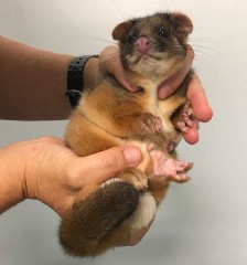 Рекомендации по уходу за спасенными поссумами и летягами