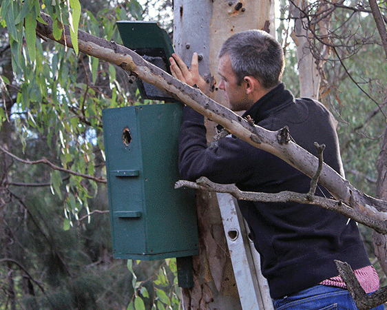 Искусственные убежища для поссумов