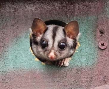 Искусственные убежища для поссумов