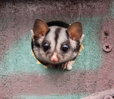 Искусственные убежища для поссумов