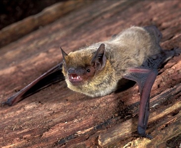 Стратегия размножения нетопырей Куля (Pipistrellus kuhlii) в Израиле